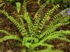 Show product details for Asplenium trichomanes
